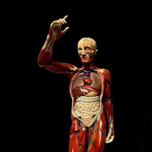 Anatomical model - Deyrolle Paris - Curiosities Style Napoléon III