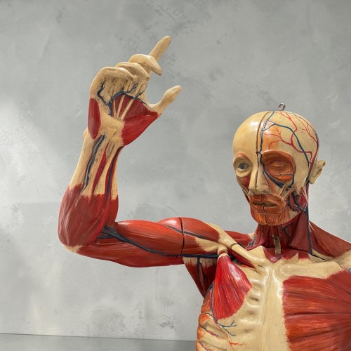 Curiosities  - Anatomical model - Deyrolle Paris