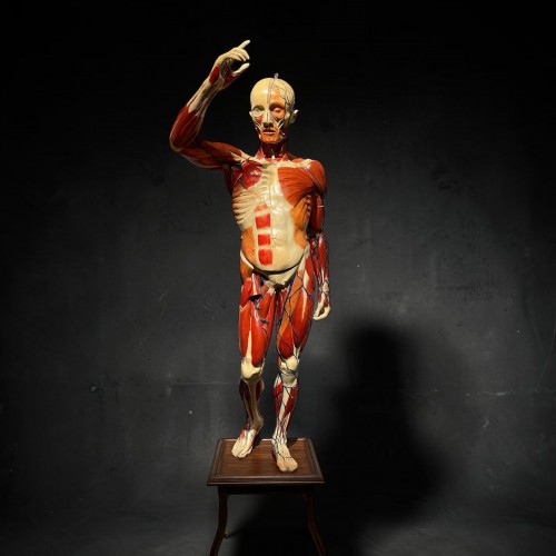 Anatomical model - Deyrolle Paris - 