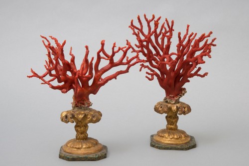 Pair of coral branches - Transition