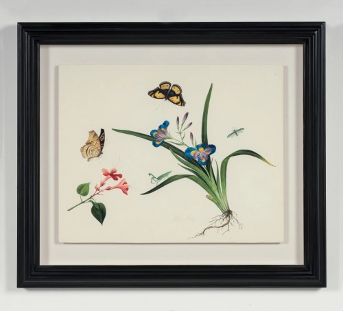 Aquarelle botanique et entomologique anglo-chinoise vers 1815-1820 - 