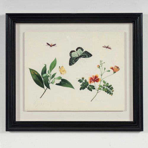  - Aquarelle botanique et entomologique anglo-chinoise vers 1815-1820