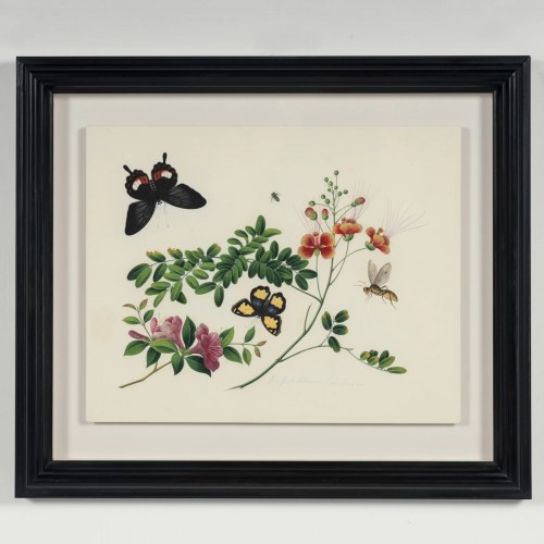 Antiquités - Aquarelle botanique et entomologique anglo-chinoise vers 1815-1820