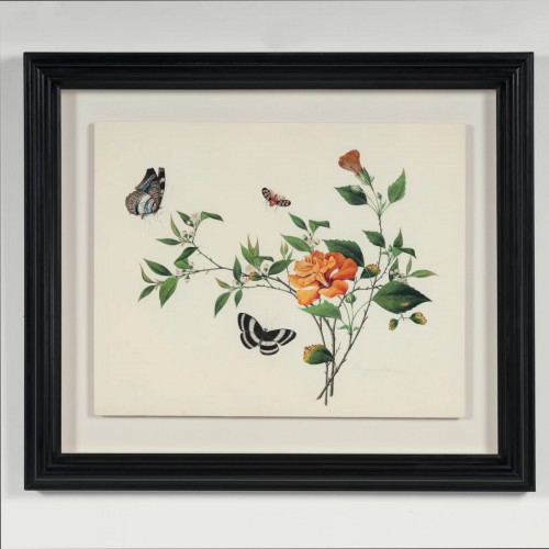 Antiquités - Aquarelle botanique et entomologique anglo-chinoise vers 1815-1820