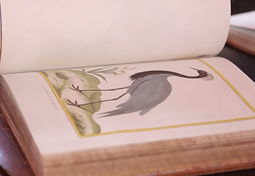 Planche aquarellée Oiseaux de Buffon